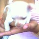 siguiente