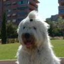 siguiente