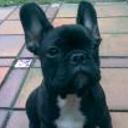siguiente