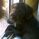 siguiente
