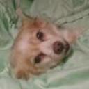 Cuca