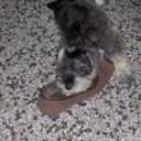 siguiente