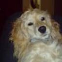 Canela
