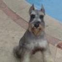 siguiente