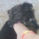 siguiente