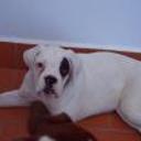 siguiente