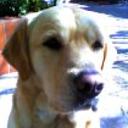 siguiente