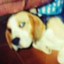 siguiente