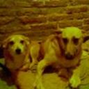 siguiente