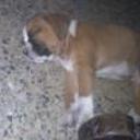 siguiente