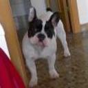 siguiente
