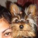 siguiente