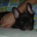 siguiente