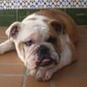 siguiente