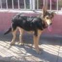 siguiente