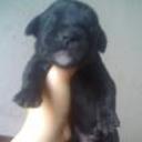 siguiente