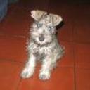 siguiente
