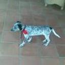 siguiente