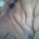 anterior