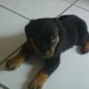 siguiente