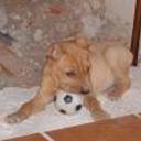 siguiente