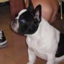 siguiente