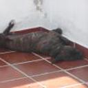 anterior