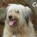 Cuca