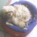 siguiente