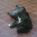 siguiente