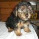 Copito