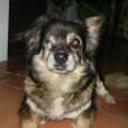 siguiente