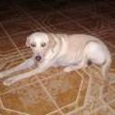 siguiente
