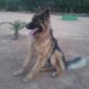 siguiente