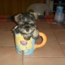 siguiente
