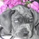 Canela