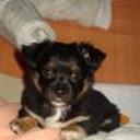 siguiente