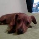 siguiente