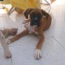 siguiente