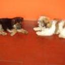 siguiente