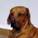 Rocco