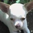 Cachita