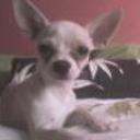 siguiente