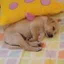 siguiente