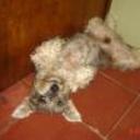 siguiente