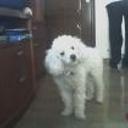 siguiente