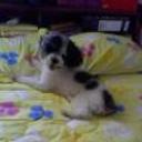siguiente