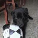 siguiente