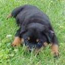 Toby