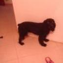 siguiente